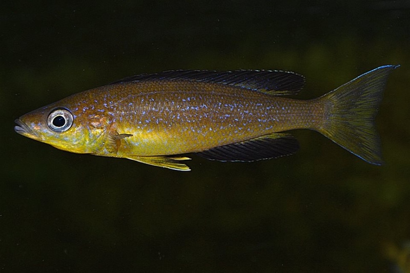 Cyprichromis microlepidotus 'Karilani Island'